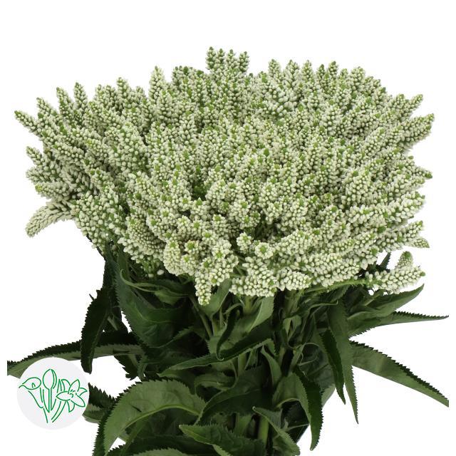 Срезанные цветы оптом Veronica x media smart wave от 120шт из Голландии с доставкой по России