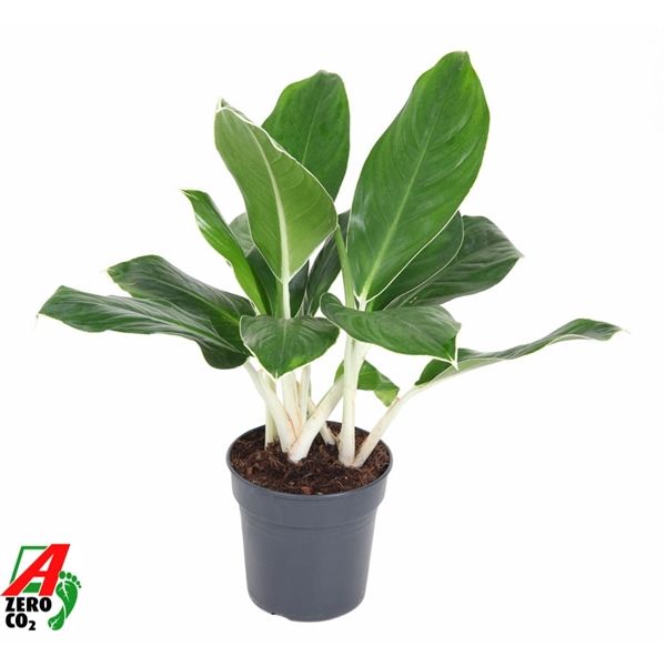 Горшечные цветы и растения оптом Aglaonema Cintho King от 1шт из Голландии с доставкой по России