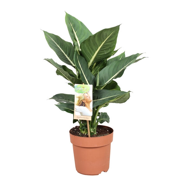 Горшечные цветы и растения оптом Dieffenbachia Green Magic от 6шт из Голландии с доставкой по России