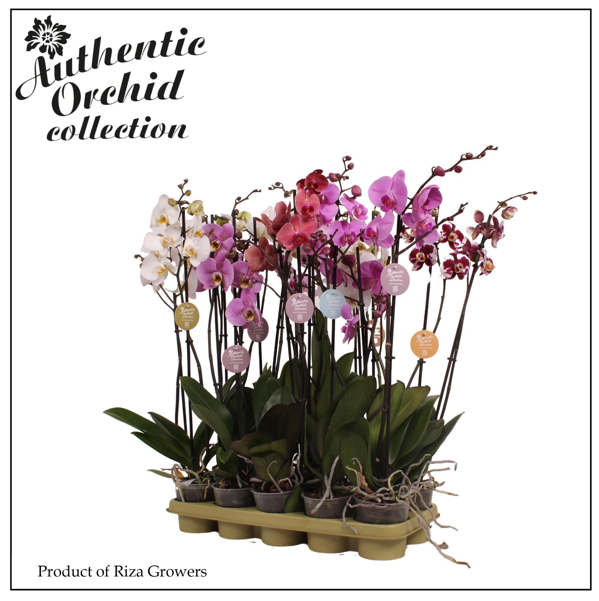 Горшечные цветы и растения оптом Phal 2st Authentic Mix 12+ (orchid Growers) от 10шт из Голландии с доставкой по России
