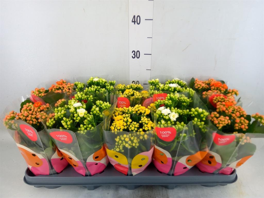 Горшечные цветы и растения оптом Kalanchoe Blos.   ..rosebud Rs Fl X от 10шт из Голландии с доставкой по России