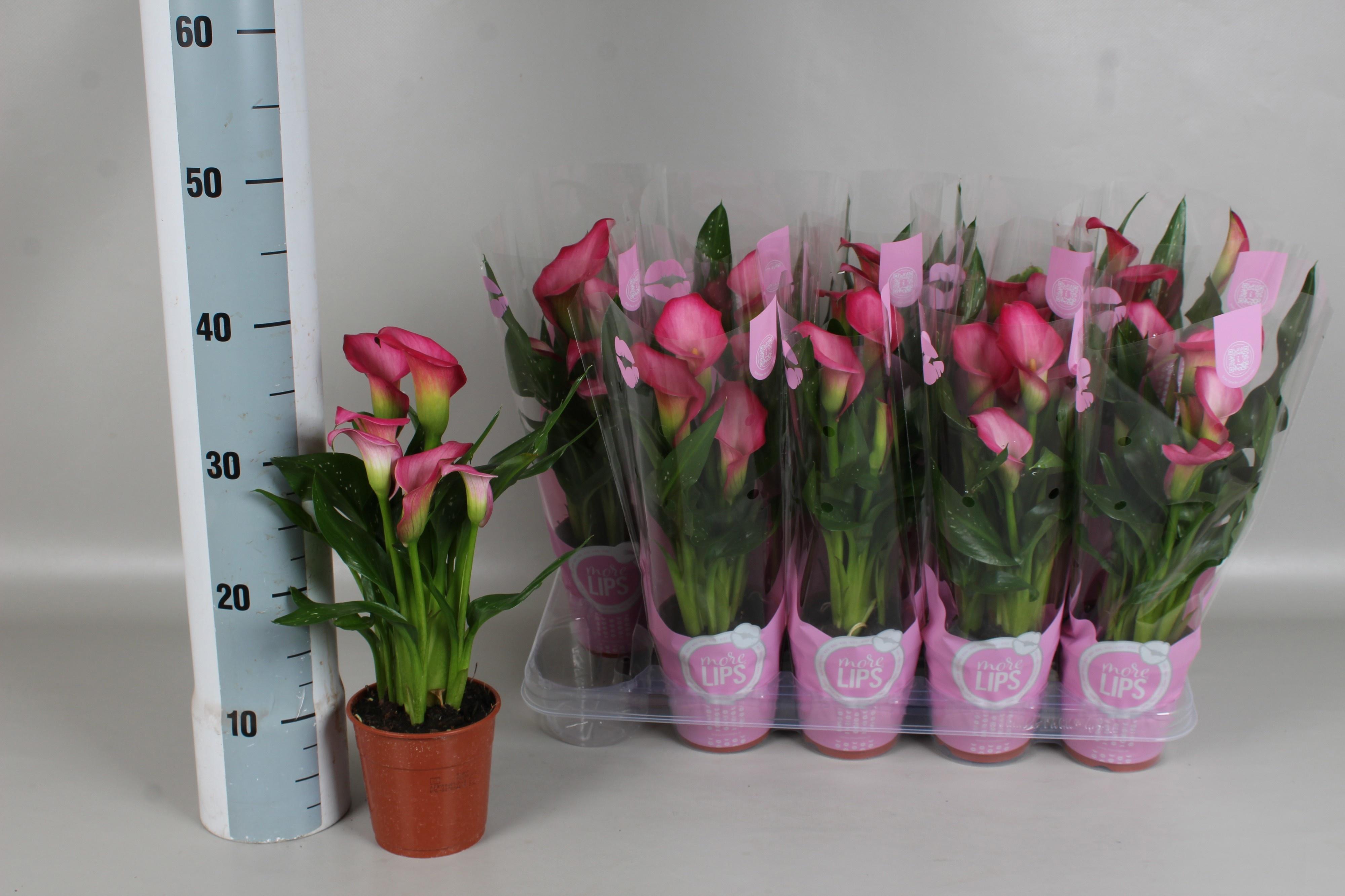 Горшечные цветы и растения оптом Zant Zazu от 10шт из Голландии с доставкой по России