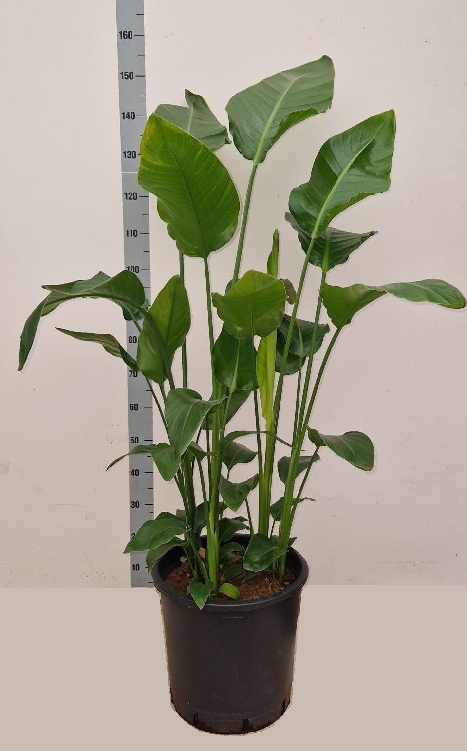 Горшечные цветы и растения оптом Strelitzia Nicolai от 1шт из Голландии с доставкой по России