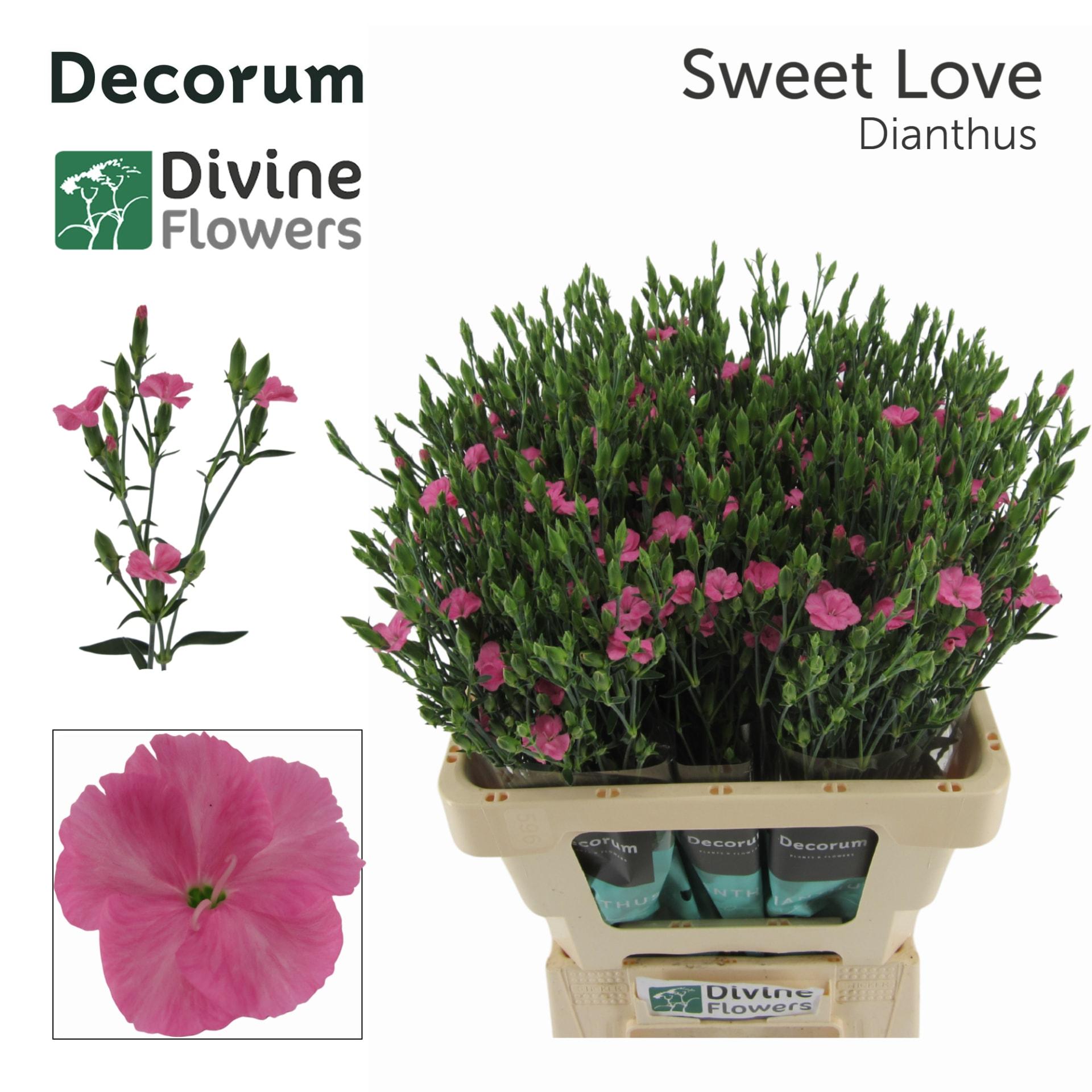 Срезанные цветы оптом Dianthus от 60шт. из Голландии с доставкой по России