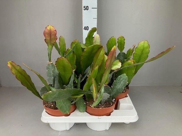 Горшечные цветы и растения оптом Epiphyllum   ... от 4шт из Голландии с доставкой по России