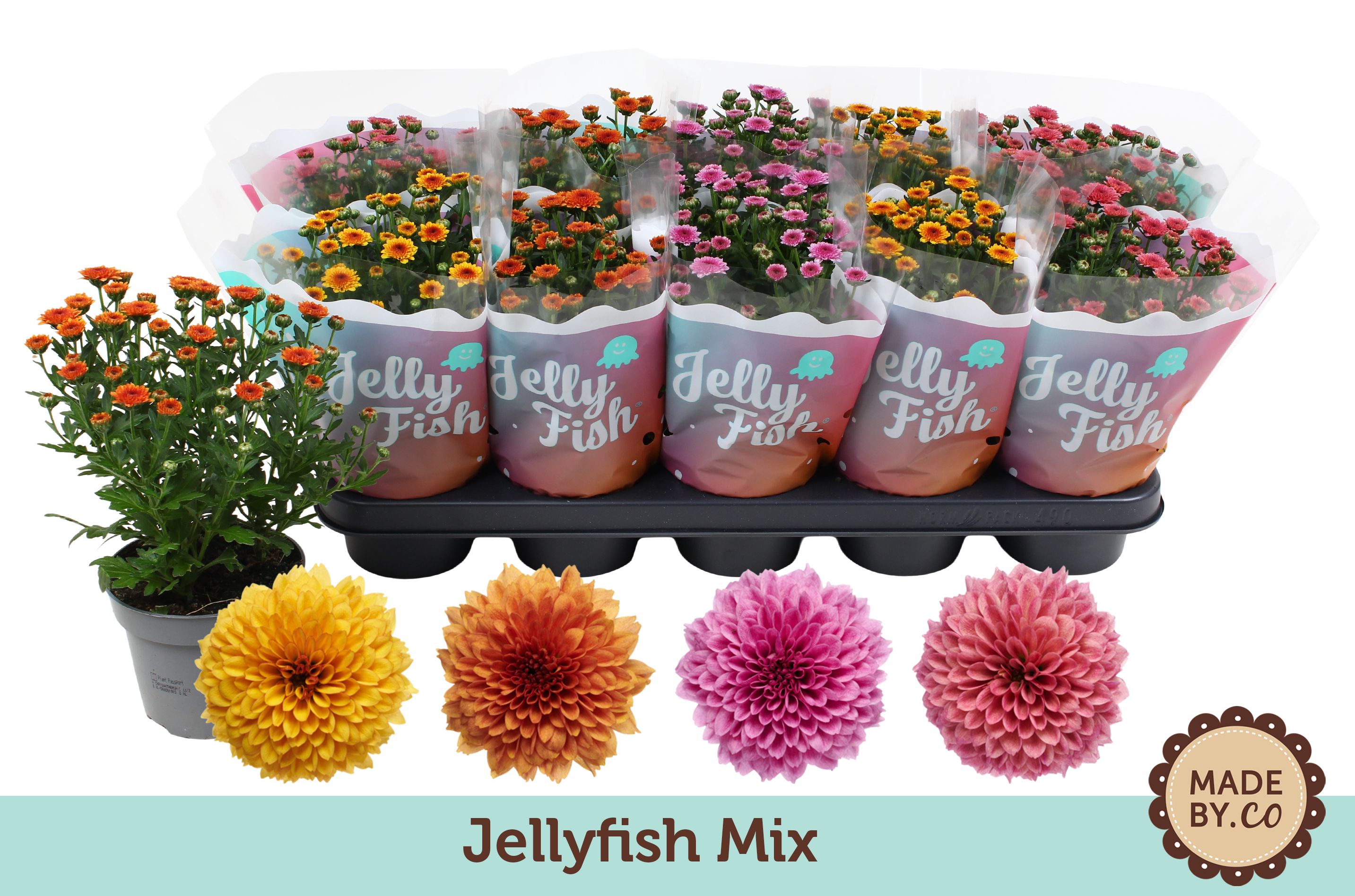 Горшечные цветы и растения оптом Chrys Jellyfi Gem от 10шт из Голландии с доставкой по России