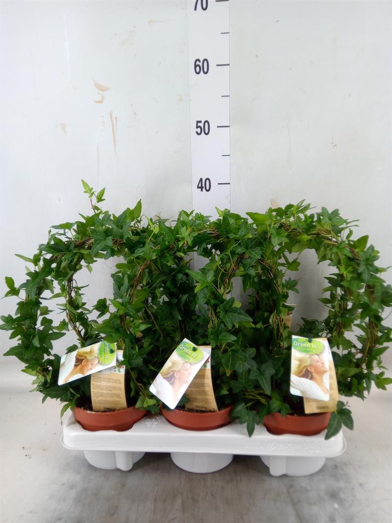 Горшечные цветы и растения оптом Hedera   ...green Leafed от 6шт из Голландии с доставкой по России