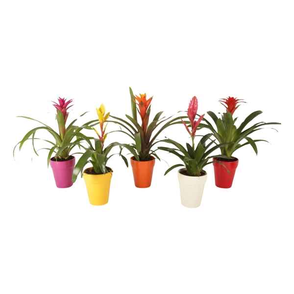 Горшечные цветы и растения оптом Bromelia Excellent In Bea Keramiek от 6шт из Голландии с доставкой по России