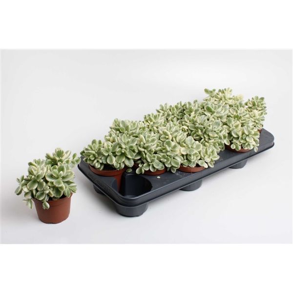 Горшечные цветы и растения оптом Cotyledon Tomentosa Variegata (decorum) от 9шт из Голландии с доставкой по России