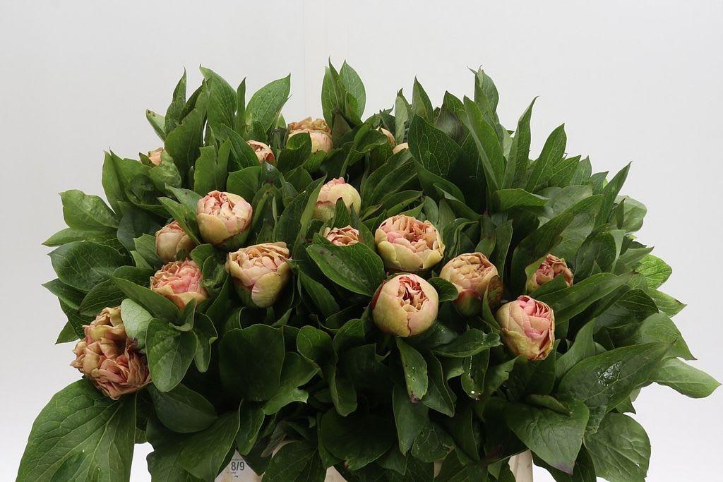 Срезанные цветы оптом Paeonia loise choice от 30шт из Голландии с доставкой по России