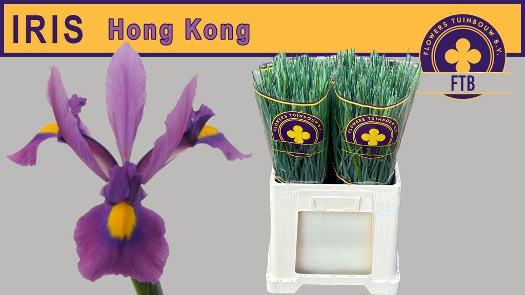 Срезанные цветы оптом Iris hong kong от 200шт из Голландии с доставкой по России