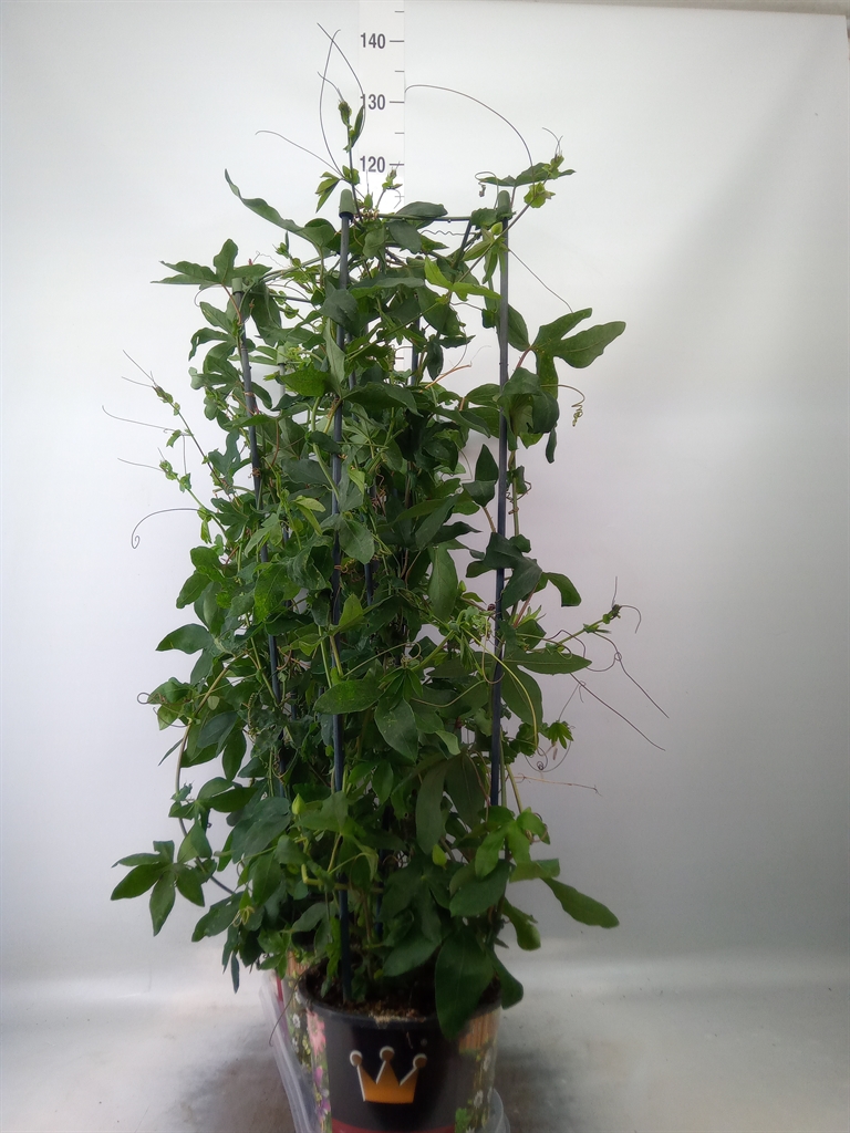Горшечные цветы и растения оптом Passiflora Caerul. от 3шт из Голландии с доставкой по России