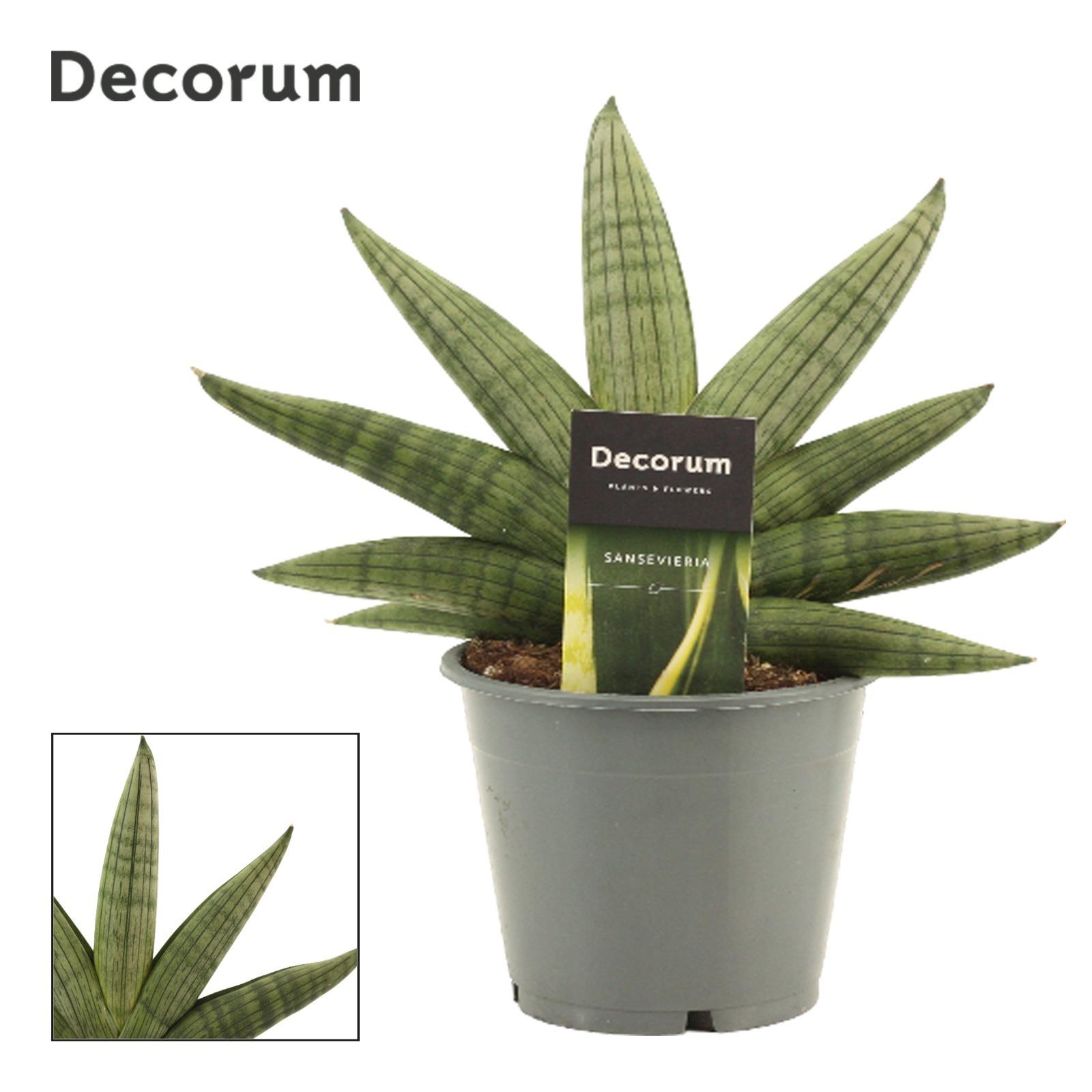Горшечные цветы и растения оптом Sansevieria Rookie Fan (decorum) от 10шт из Голландии с доставкой по России