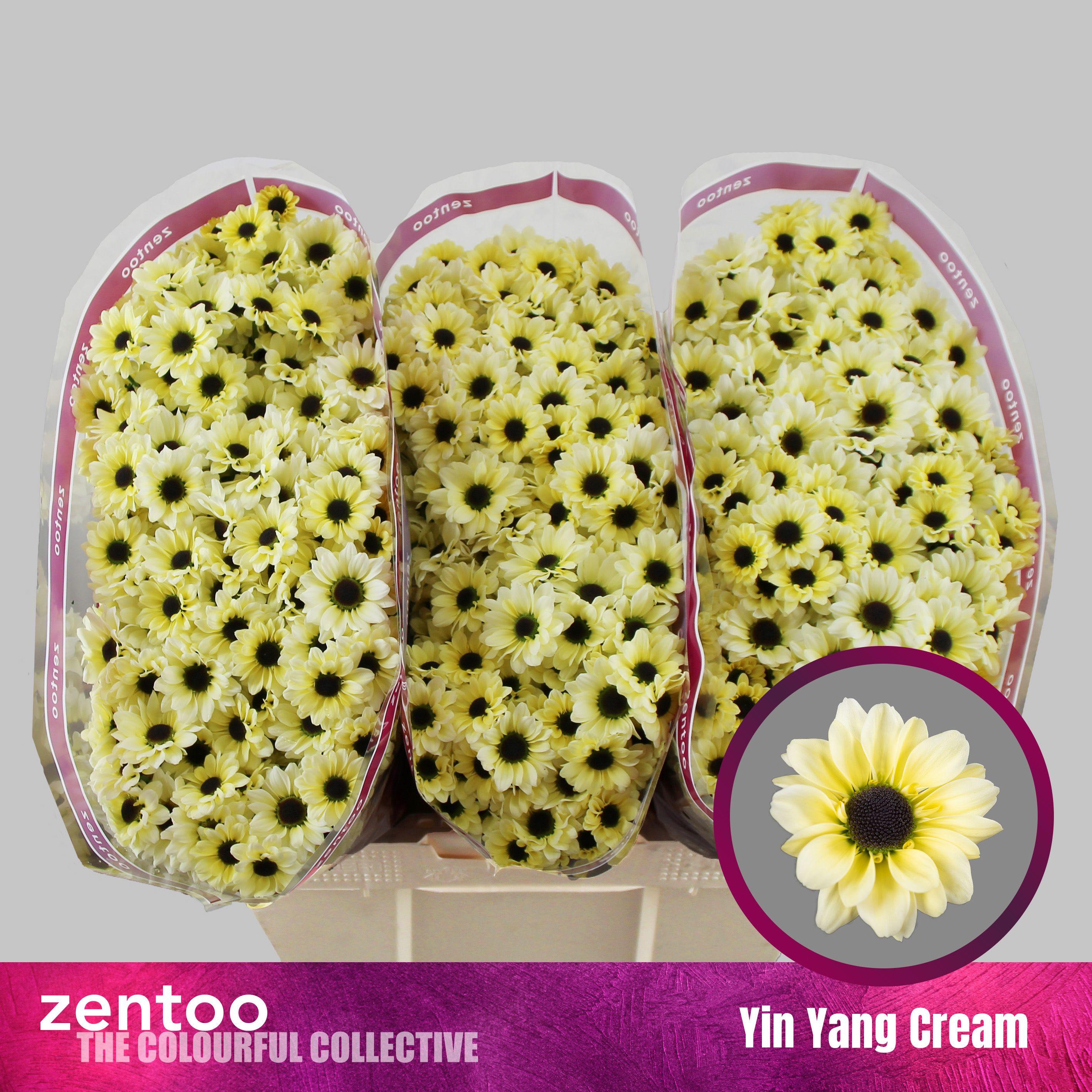 Срезанные цветы оптом Chrys sa yin yang cream от 75шт из Голландии с доставкой по России