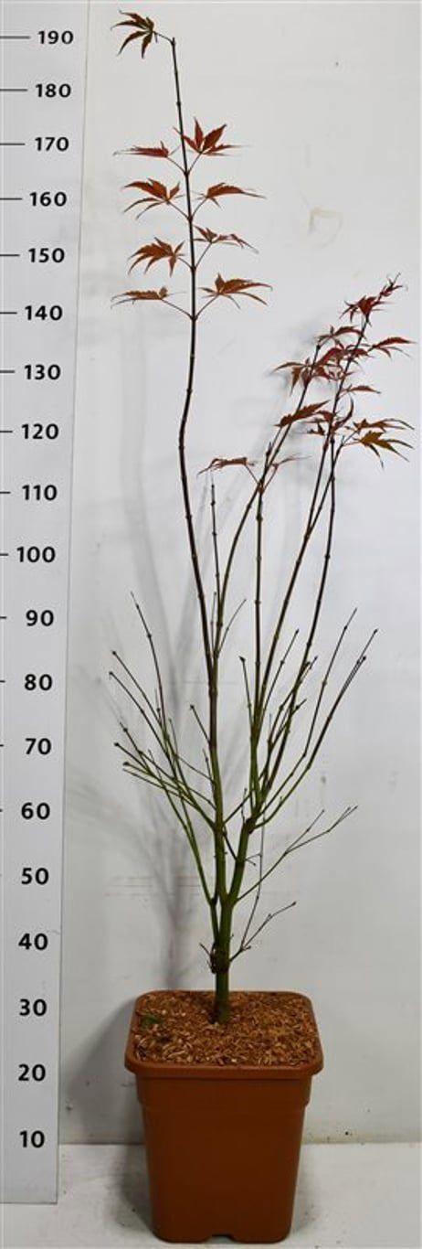 Горшечные цветы и растения оптом Acer Palm Sumi-nagashi от 1шт из Голландии с доставкой по России