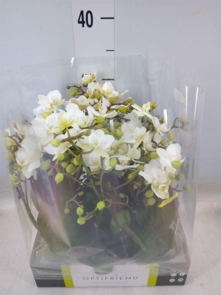 Горшечные цветы и растения оптом Phalaenopsis Multi.   ...white от 8шт (для телеги) из Голландии с доставкой по России