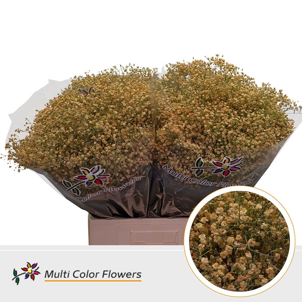 Срезанные цветы оптом Gyps fine paint apricot от 100шт из Голландии с доставкой по России