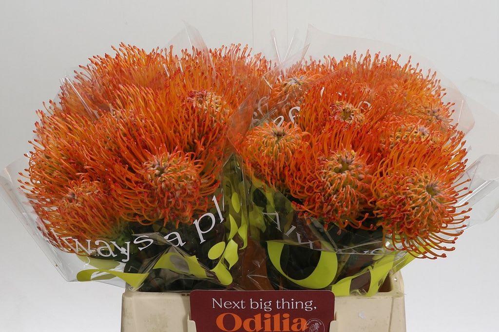 Срезанные цветы оптом Nutans ayoba sun от 30шт.. из Голландии с доставкой по России