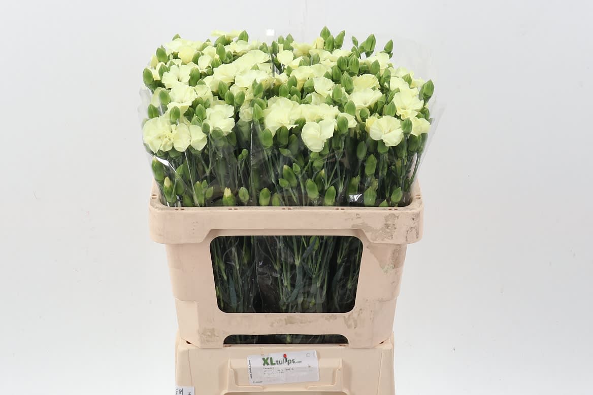Срезанные цветы оптом Dianthus sp solandis blondfly от 100шт из Голландии с доставкой по России