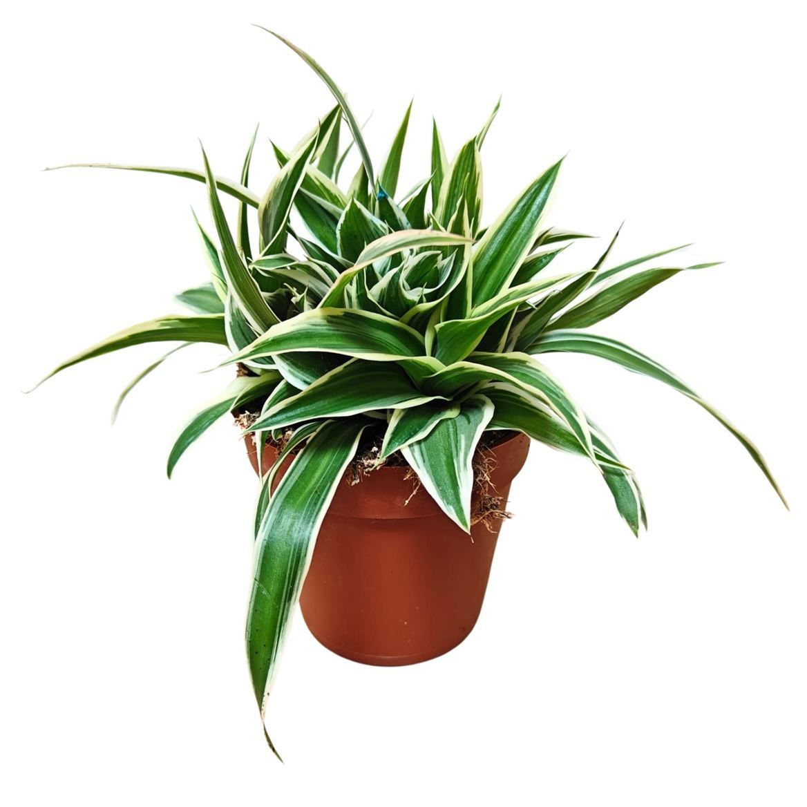 Горшечные цветы и растения оптом Chlorophytum Irish от 18шт (для телеги) из Голландии с доставкой по России Горшечные цветы и растения оптом Chlorophytum Irish от 18шт (для телеги) из Голландии с доставкой по России