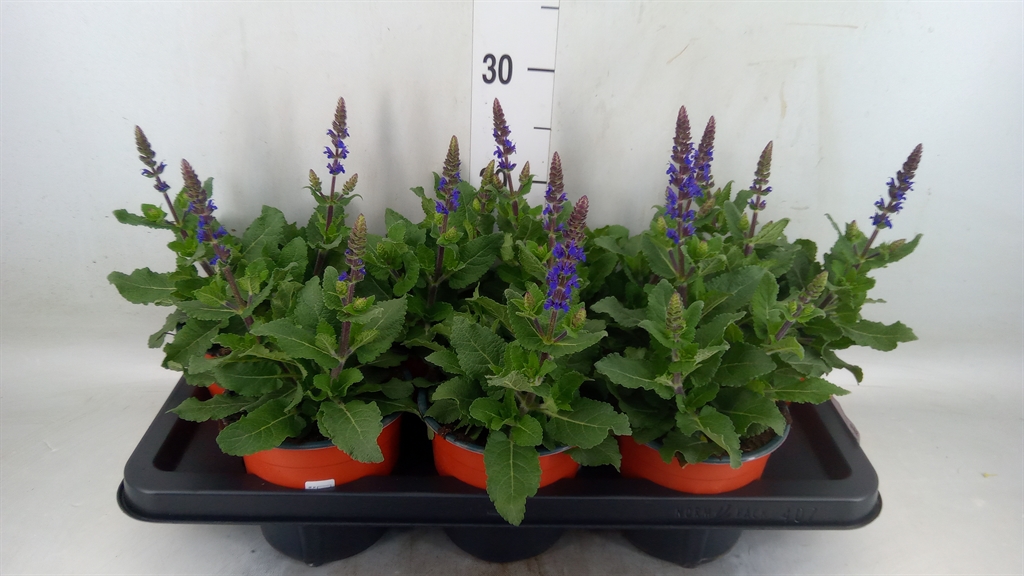 Горшечные цветы и растения оптом Salvia   ... от 7шт из Голландии с доставкой по России