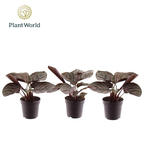 Горшечные цветы и растения оптом Calathea Ornata (decorum) от 16шт (для телеги) из Голландии с доставкой по России