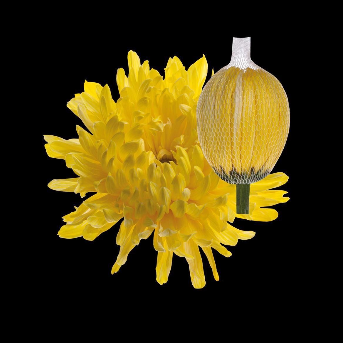 Срезанные цветы оптом Chrys bl paint antonov yellow от 40шт из Голландии с доставкой по России