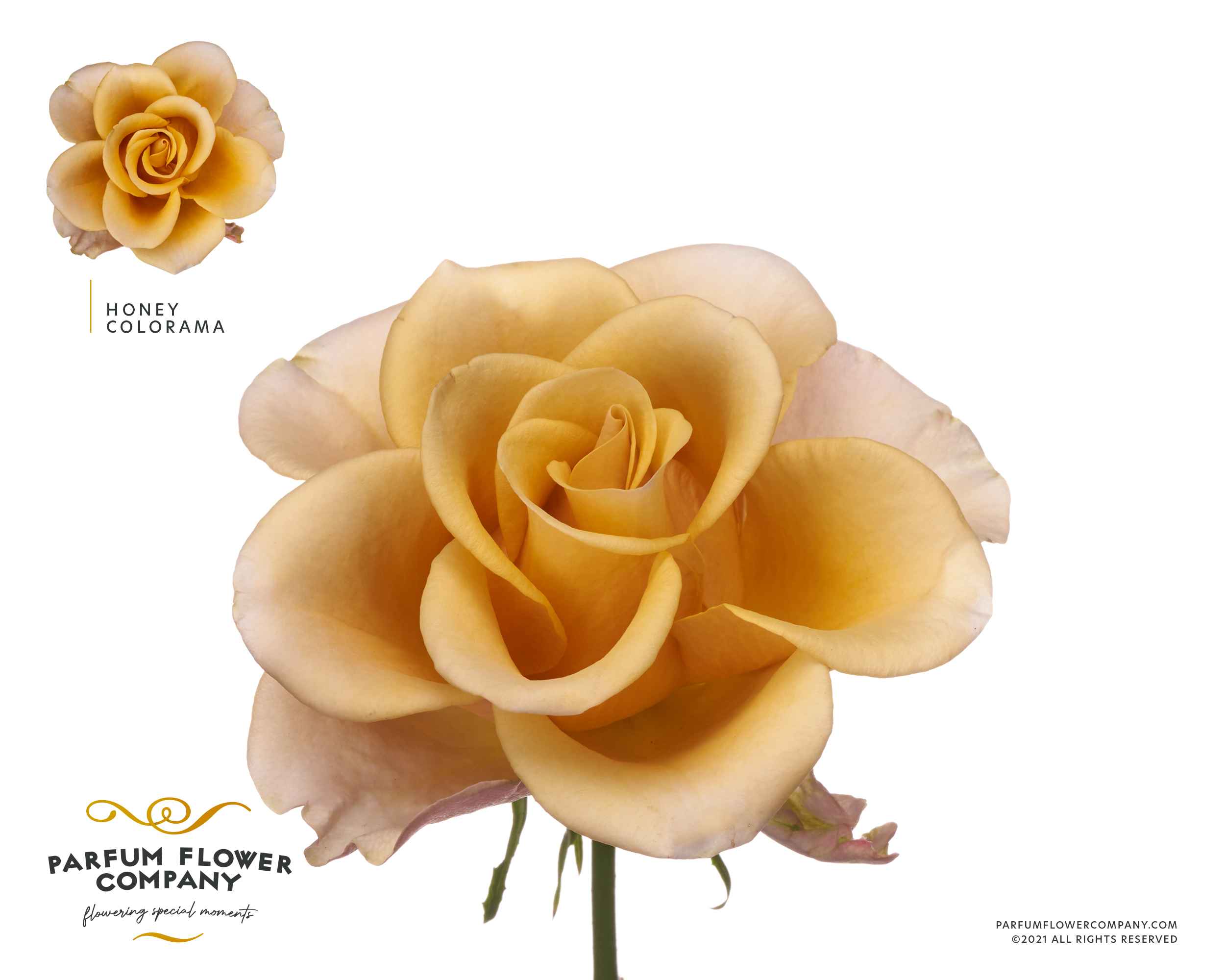 Срезанные цветы оптом Rosa la garden honey colorama от 24шт из Голландии с доставкой по России