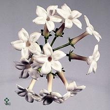 Срезанные цветы оптом Stephanotis white от 25шт из Голландии с доставкой по России