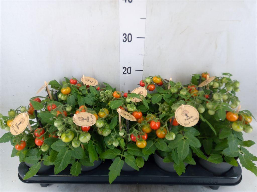 Горшечные цветы и растения оптом Solanum Lycopersicum   ... от 10шт из Голландии с доставкой по России