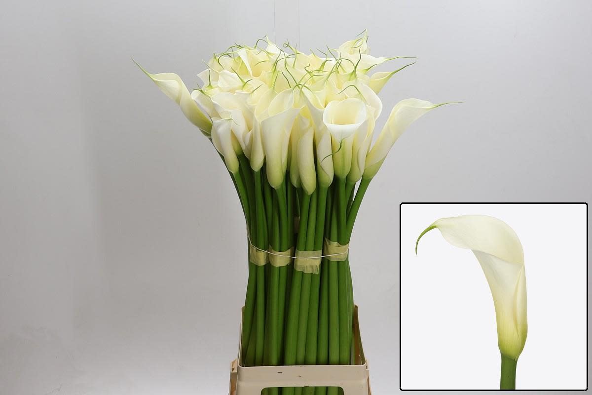 Срезанные цветы оптом Zantedeschia ae eydolls white от 60шт из Голландии с доставкой по России