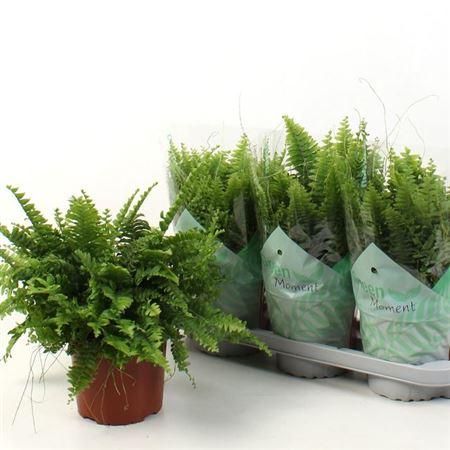 Горшечные цветы и растения оптом Nephro Green Moment от 6шт из Голландии с доставкой по России