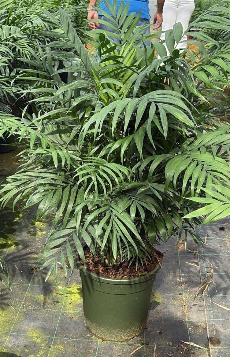 Горшечные цветы и растения оптом Chamaedorea Elegans от 1шт из Голландии с доставкой по России