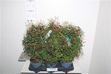 Горшечные цветы и растения оптом Jasm Polyanthum Wit Duo Boog 2 Kl 300+ от 6шт из Голландии с доставкой по России