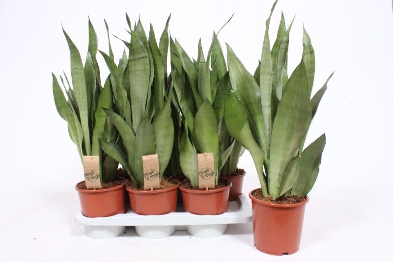 Горшечные цветы и растения оптом Sansevieria Moonshine от 6шт из Голландии с доставкой по России