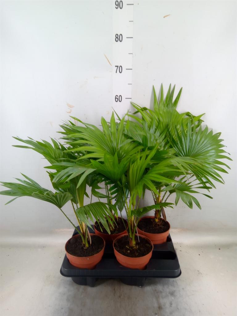 Горшечные цветы и растения оптом Livistona Rotundifolia от 4шт из Голландии с доставкой по России
