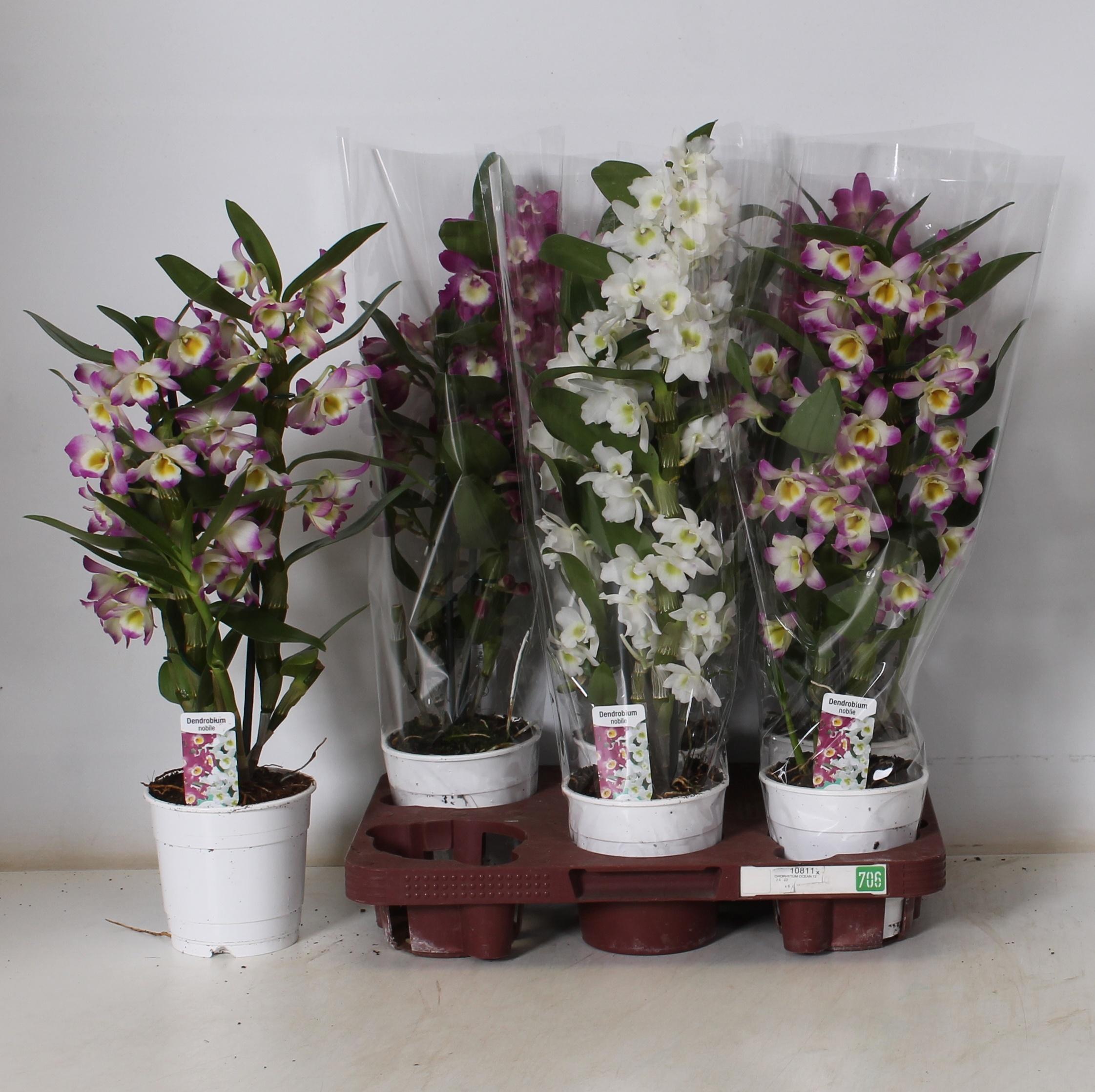 Горшечные цветы и растения оптом Dendr N Gem от 6шт из Голландии с доставкой по России