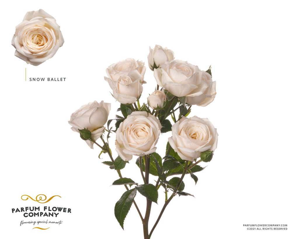 Срезанные цветы оптом Rosa spray garden snow ballet (scented) от 24шт. из Голландии с доставкой по России