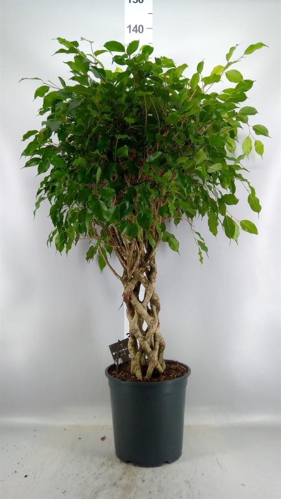 Горшечные цветы и растения оптом Ficus Benja. exotica от 1шт из Голландии с доставкой по России