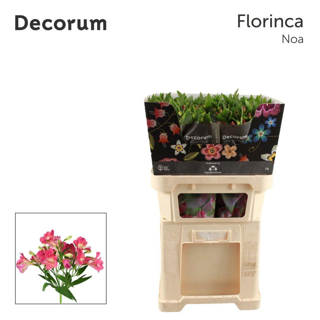 Срезанные цветы оптом Alstroemeria fl noa от 50шт из Голландии с доставкой по России