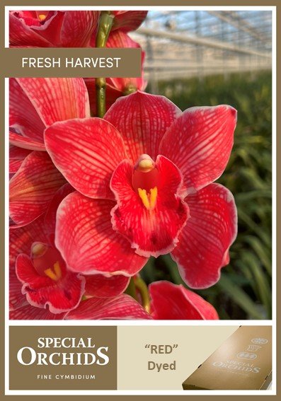 Срезанные цветы оптом Cymbidium paint red от 16шт.. из Голландии с доставкой по России