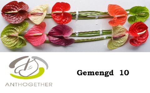 Срезанные цветы оптом Anthurium mix in box от 10шт... из Голландии с доставкой по России