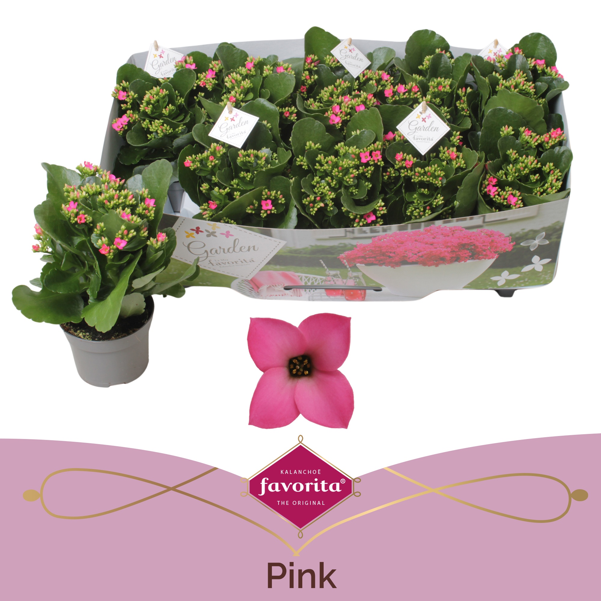 Горшечные цветы и растения оптом Kal En Bel Rosa Pink от 10шт из Голландии с доставкой по России