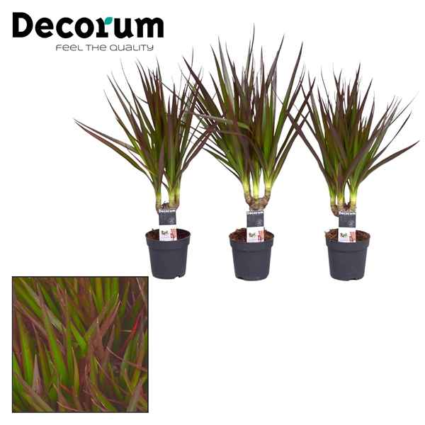 Горшечные цветы и растения оптом Drac Magenta 7cm Stem (decorum) от 16шт из Голландии с доставкой по России