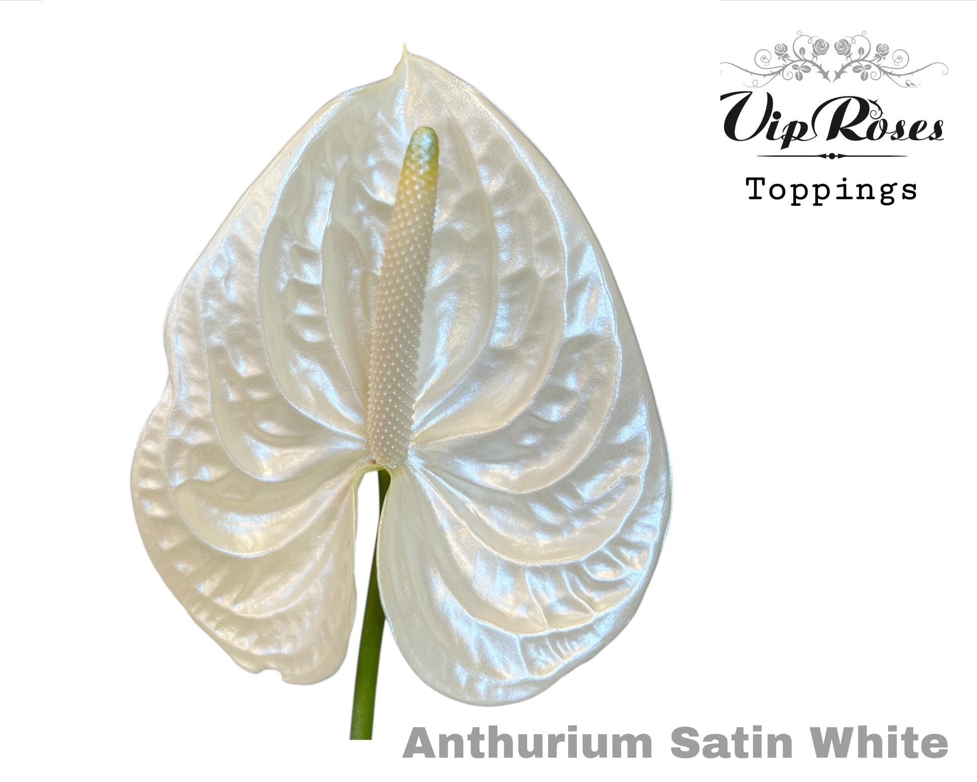 Срезанные цветы оптом Anthurium paint white от 12шт из Голландии с доставкой по России