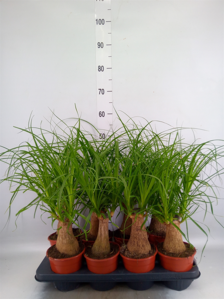 Горшечные цветы и растения оптом Beaucarnea On Stem от 8шт из Голландии с доставкой по России