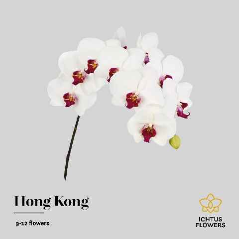 Срезанные цветы оптом Phalaenopsis red lips (per stem) от 8шт.. из Голландии с доставкой по России