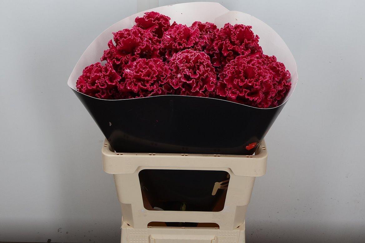 Срезанные цветы оптом Brassica wax fringed cerise от 10шт из Голландии с доставкой по России