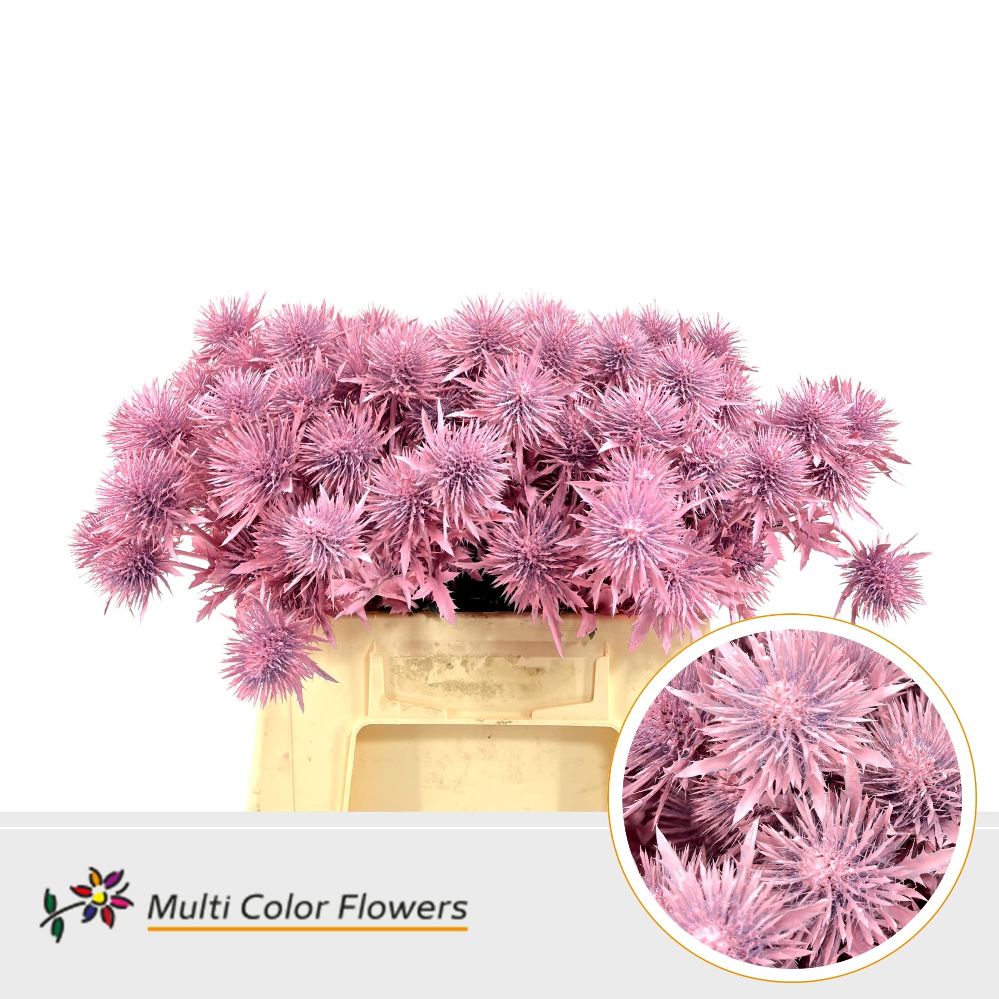 Срезанные цветы оптом Eryngium paint pink light от 60шт из Голландии с доставкой по России