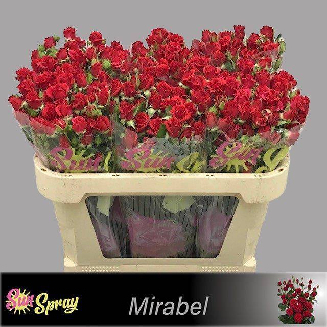 Срезанные цветы оптом Rosa sp mirabel от 60шт из Голландии с доставкой по России